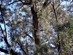 Casuarina pauper