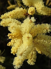 Acacia oxycedrus