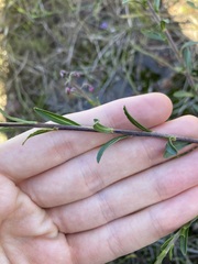 Diplopeltis huegelii