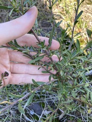 Diplopeltis huegelii