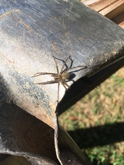 Tegenaria ferruginea