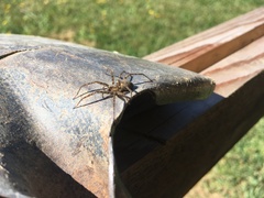 Tegenaria ferruginea