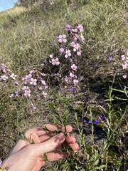 Diplopeltis huegelii