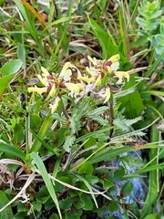 Pedicularis lapponica
