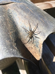 Tegenaria ferruginea