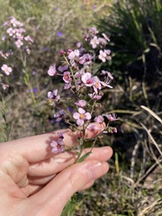 Diplopeltis huegelii