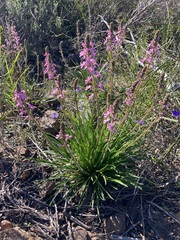 Stylidium elongatum