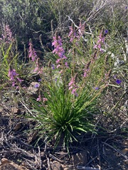 Stylidium elongatum