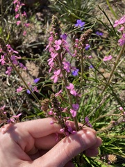 Stylidium elongatum