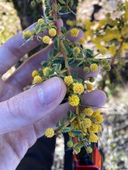 Acacia pulchella
