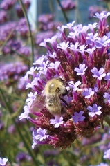 Bombus
