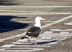 Larus marinus