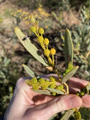 Acacia blakelyi