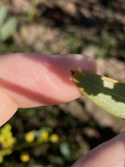 Acacia blakelyi