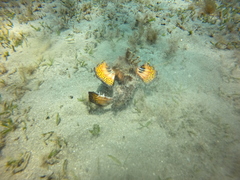 Inimicus filamentosus