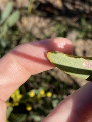 Acacia blakelyi