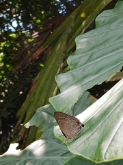 Deudorix epijarbas menesicles