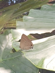 Deudorix epijarbas menesicles