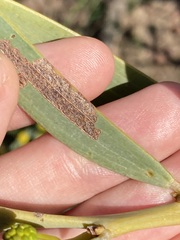 Acacia blakelyi