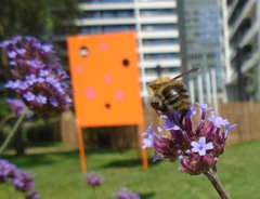Bombus