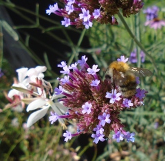 Bombus