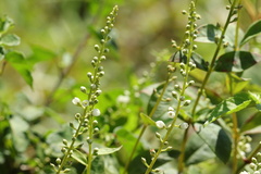 Lysimachia fortunei