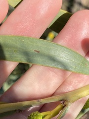 Acacia blakelyi