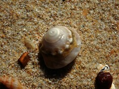 Bellastraea squamifera