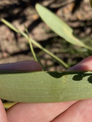 Acacia blakelyi