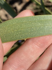 Acacia blakelyi
