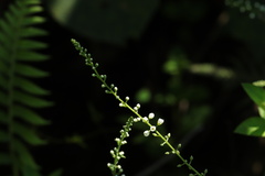 Lysimachia fortunei