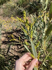 Acacia blakelyi