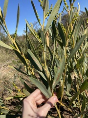 Acacia blakelyi