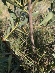 Acacia blakelyi