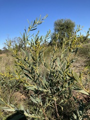 Acacia blakelyi