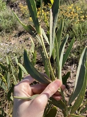 Acacia blakelyi