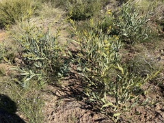 Acacia blakelyi