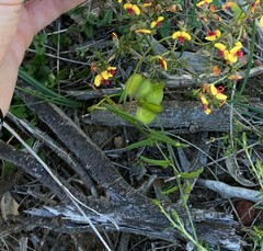Dioscorea hastifolia
