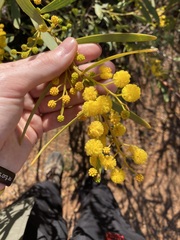 Acacia blakelyi