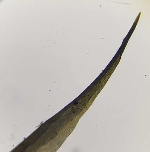 Image of Campylopus flexuosus by (c) Helen Waterman, some rights reserved (CC BY)