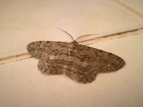 kôrovka ovocná (Hypomecis punctinalis)