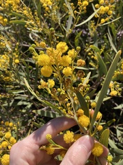 Acacia blakelyi