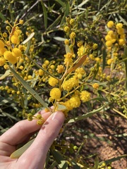 Acacia blakelyi