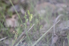 Pterostylis smaragdyna