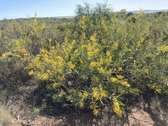 Acacia blakelyi