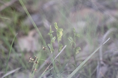 Pterostylis smaragdyna