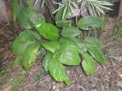 Angiospermae