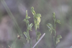 Pterostylis smaragdyna