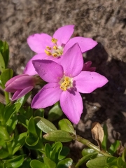 Centaurium portense