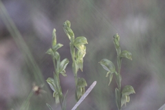 Pterostylis smaragdyna